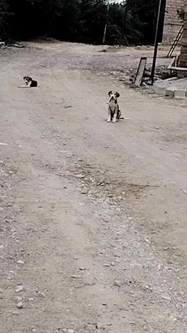Two dogs are visible on a dirt road. One dog, which is black and brown, is lying down on the left side of the road. Another dog, which is predominantly white with brown markings on its head and ears, is sitting in the middle of the road. The environment appears to be outdoors, with trees and some structures in the background. The ground is composed of dirt and small stones.