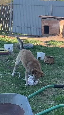 The video shows a light brown dog on a chain playing with a white soccer ball with black shapes on it. The dog is in a grassy yard and is batting the ball with its front paws and trying to bite it. There is a wheelbarrow in the foreground, a dog house, a fence, and several white pails in the background. The dog wags its tail.
