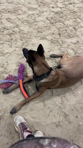 The video opens with a close-up of a German Shepherd dog lying on a sandy floor. The dog is wearing a black collar and has a purple and orange toy in front of it. The perspective then shifts to a wider view, showing an indoor agility course. The dog remains in the foreground, still with its toy, while the agility obstacles, including jumps and a tunnel, are visible in the background. Several people are also scattered around the arena, some appearing to be training or spectating. The setting is an indoor equestrian arena with a sandy floor, high ceilings, and bright artificial lighting. The overall impression is one of a dog training facility. There is no visible text in the video.