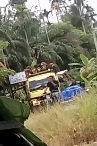A yellow truck is parked on the side of a dirt road surrounded by dense vegetation. The truck is loaded with a large quantity of round, brown objects, possibly logs or coconuts, stacked high on its bed. Several people are visible near the truck. One person is standing on top of the load, appearing to be securing or organizing it. Another person is standing on the ground next to the truck, holding a white object. Two more people are seated inside the truck's cab. The scene appears to be in a tropical or rural area, with palm trees and other foliage evident in the background. The lighting suggests it is daytime.