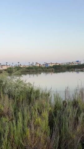 A still shot shows a body of water with vegetation in the foreground and background. A group of flamingos is visible in the distance on the far bank of the water. Buildings are visible beyond the flamingos. The sky is a pale blue.