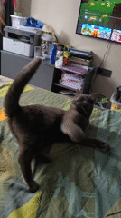 Cat plays with feather toys on bed in Bulgaria