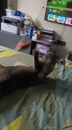Cat plays with feather toys on bed in Bulgaria