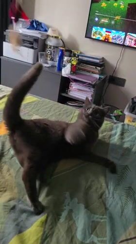 Cat plays with feather toys on bed in Bulgaria