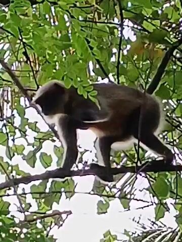 A monkey is moving through the branches of a tree. The camera follows the monkey's movements as it climbs and swings. The leaves of the tree are green and lush, and the background is a bright, overcast sky.