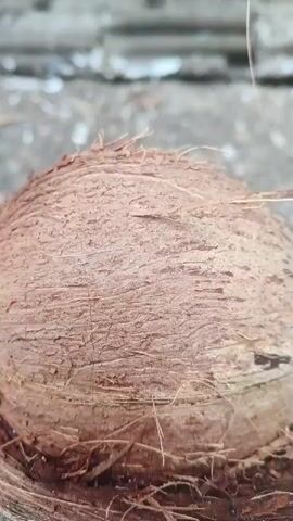 The video shows a close-up of a whole coconut with its fibrous husk intact, resting on a surface that appears to be made of coconut shell fragments. To the right of the coconut, a young palm tree sprout is visible, emerging from the coconut husk and showing green leaves. The background is blurred, but it seems to be an outdoor setting with gravel or small stones on the ground, and a cage-like structure in the distance. The lighting is natural, suggesting it is daytime. The focus is primarily on the coconut and the emerging plant, highlighting the natural process of a coconut sprouting.
