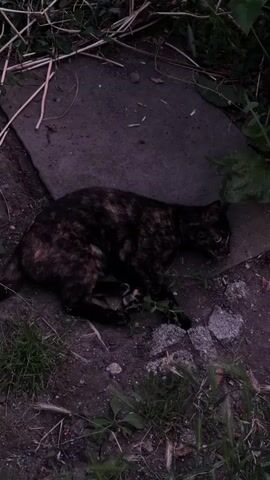 A tortoiseshell cat lies on its side on a dark, flat surface surrounded by dirt, grass, and debris. A second cat, mostly white with brown tabby markings, approaches and briefly interacts with the first cat before moving away. The interaction is brief and the second cat moves out of frame.