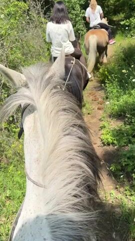 Three individuals are horseback riding on a narrow dirt trail in a wooded area. The viewpoint is from the back of the first horse, a light grey steed with a white mane and dark ears. In front of it is a brown horse ridden by a person with long dark hair wearing a white shirt and dark pants. Further ahead is a tan horse ridden by a person with blonde hair, also wearing a white shirt. The trail is surrounded by green grass, small yellow flowers, and scattered white flowers. Trees line both sides of the path, creating a shady environment.