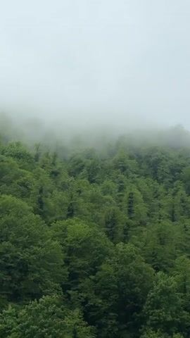 The video shows a lush green forest covered in a thick blanket of fog. The trees are dense and vibrant, with fresh green leaves. The fog obscures the view, making it difficult to see the depth of the forest. The sky is overcast, with a uniform gray color that contributes to the misty atmosphere. The trees are gently swaying in the wind. There are no people or animals visible in the video.