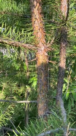 This is a close-up, handheld video of two young pine trees growing closely together. The bark of the trees is rough and textured, with a mix of brown and gray tones. The needles are a vibrant green, forming a dense canopy around the trunks. Sunlight filters through the needles, creating dappled shadows on the bark. The overall impression is one of nature's resilience and beauty, with the trees standing tall and strong against the backdrop of lush greenery. The time of day appears to be late afternoon, given the warm, golden light. The setting is likely a forest or a wooded area, possibly in Muravlenko, Russia, as indicated by the context. No text is visible in the video.