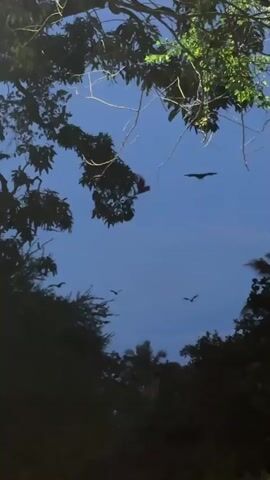 The video shows a view of the night sky framed by the silhouettes of trees. Several bats are flying in the sky, their dark shapes distinct against the blue background. The camera angle is looking upwards.