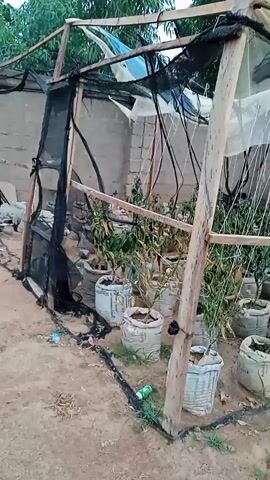 The video shows a small, handmade greenhouse in an outdoor setting. The structure is constructed from wooden posts and beams, with a cover made of black netting and translucent plastic sheeting. Inside the greenhouse, there are several plants growing in white sacks. The ground around the greenhouse is dirt, with some scattered green plants and litter. There's also a cinder block wall visible in the background. The camera moves slightly throughout the video, providing different perspectives of the scene.