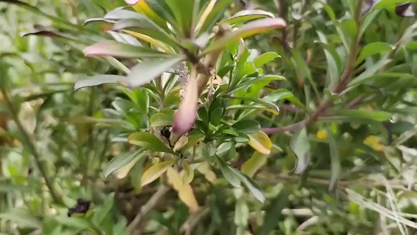 The video shows a patch of low-lying green plants with small, dark purple buds. The stems of the plants are also tinged with purple. Behind the plants is a barren, muddy field and some small green bushes. The camera is focused on the plants, with a shallow depth of field. The overall impression is of a natural setting, possibly a garden.