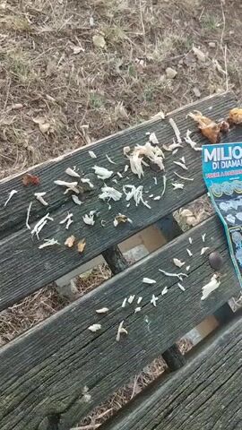 The video shows a close-up of a weathered wooden park bench littered with debris. The debris consists of small, white, fibrous pieces, likely wood shavings or possibly remnants of dried food. Scattered among the white pieces are a few small brown fragments, possibly leaves or dried plant matter. On the right side of the bench, a portion of a lottery scratch-off ticket is visible. The ticket is predominantly blue and green, with text that appears to be in Italian, including the words "MILIONI DI DIAMANTI" (Millions of Diamonds). The background of the video is out of focus, showing dry grass and fallen leaves, suggesting an outdoor environment, possibly a park or wooded area, during an autumn or winter season. The lighting suggests it is daytime. There are no people or visible animals in the frame. The bench itself appears to be made of dark, aged wood with visible grain and some wear and tear.
