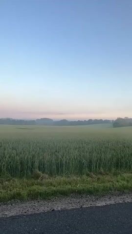 A vertical, handheld video shows a landscape scene under a clear, pale blue sky with a hint of pink near the horizon. The foreground consists of a gravel and asphalt road edge with grass growing along it. Beyond the road, a vast field of green crops, possibly wheat or barley, stretches into the middle ground. In the distance, a line of trees forms a gentle curve against the horizon, with rolling hills and a light mist or fog obscuring some of the landscape. The overall impression is one of a serene, rural setting during either sunrise or sunset. There are no people or animals visible in the video. The video is silent.