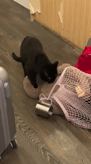 Cat kneads stuffed animal in Moscow home setting