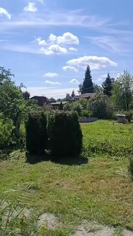 This is a video of a backyard garden on a sunny day with white clouds in the blue sky. The camera pans from left to right, showing various trees, bushes, and a grassy lawn. In the foreground, there are tall green bushes and some plants with delicate leaves. Behind them, there are several mature trees, including a large fir tree on the right side of the frame. In the middle ground, there are more bushes, a wooden fence, and what appears to be a metal archway or trellis. Houses are visible in the background, peeking through the trees. The overall impression is that of a well-maintained, natural outdoor space.