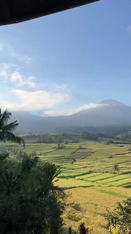 This media file presents a serene, wide-angle landscape view dominated by extensive terraced rice fields under a clear blue sky. The scene is likely captured from an elevated vantage point, possibly a balcony or viewpoint, with a dark structure visible at the very top edge of the frame.

In the foreground, lush green foliage and palm trees partially frame the view, adding depth. The midground is filled with meticulously arranged rice paddies, appearing in various shades of green and golden yellow, indicating different stages of growth. Small, scattered huts or shelters are visible within the rice fields.

In the background, a majestic mountain, possibly a volcano, rises prominently, its peak gently veiled by soft, white clouds. Other hills and dense forest cover are seen leading up to the main mountain.

The sky is bright and mostly clear, with sparse, wispy white clouds adding texture. The lighting suggests a bright, sunny day, possibly morning or late afternoon, casting an even glow over the landscape. The overall atmosphere is one of tranquility and natural beauty.

There are no people or discernible activities taking place. No visible text is present. The terraced rice fields and mountainous backdrop are characteristic of agricultural regions in Indonesia, specifically consistent with the Penebel area known for its stunning rice terraces and views of Mount Batukaru.