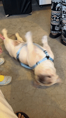 Badminton, a bulldog, and a quirky souvenir pouch in Ko Samui