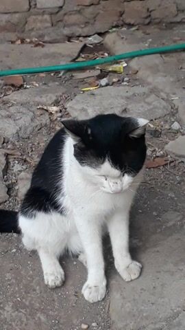 A black and white cat lies on its back on a concrete surface, with a woven mat in the background. The cat's eyes are partially closed, and it appears to be relaxed or sleeping. A green hose is visible on the left side of the frame, and there are some scattered debris and dry leaves on the ground. The lighting suggests it is daytime, but the weather cannot be determined. The overall scene depicts a peaceful moment of a domestic animal in an outdoor, perhaps urban or semi-urban, setting in Janapria, Indonesia. There is no visible text in the media file.