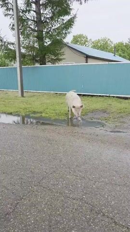 A gray pig walks from left to right along a wet, muddy path next to a light blue metal fence. Behind the fence, there is a small brown house with white windows and a black roof. Further back, there is another house with a light blue roof. The sky is overcast and gray.