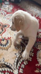 Golden retriever puppy plays indoors in Russian village