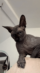 Sphynx Cat Filmed with Owner in Budva, Montenegro