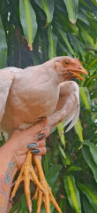 Chicken handling and wildlife exploration in Vallecito Venezuela