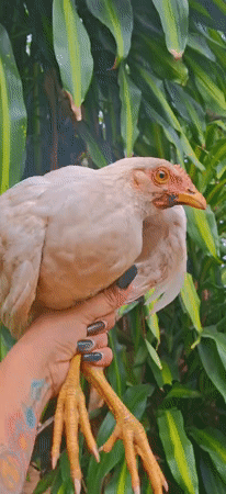 Chicken handling and wildlife exploration in Vallecito Venezuela