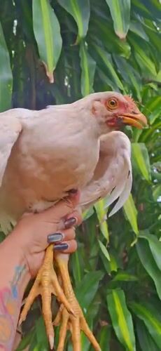 Chicken handling and wildlife exploration in Vallecito Venezuela