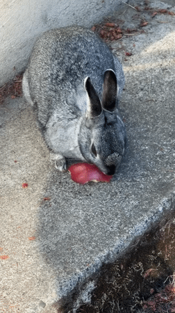 Grey rabbit snacks on red fruit on a concrete surface