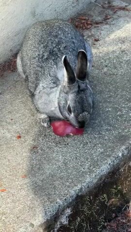 A rabbit with grey fur is shown eating a piece of red fruit on a concrete surface. The rabbit is facing the fruit and nibbling on it. The background shows a wall and some dry leaves. The video is a close-up shot of the rabbit and the fruit.