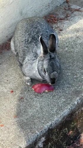 Grey rabbit snacks on red fruit on a concrete surface