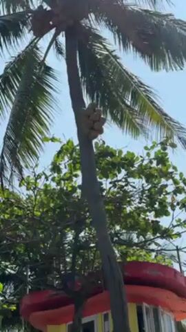 The video shows a palm tree with coconuts hanging from the trunk and a colorful building underneath. The palm tree has green fronds at the top. There are other trees with green leaves behind the palm tree. The building is yellow with a red roof, white windows, and a black base. The sky is light blue.