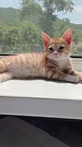 A ginger and white kitten lays on a white windowsill. The kitten is facing the camera, looking directly at the viewer with its head slightly tilted. The kitten’s body is stretched out with its front paws extended forward. The background shows a window with a screen, through which trees and a hilly landscape can be seen. The lighting suggests it is daytime, with sunlight casting shadows.