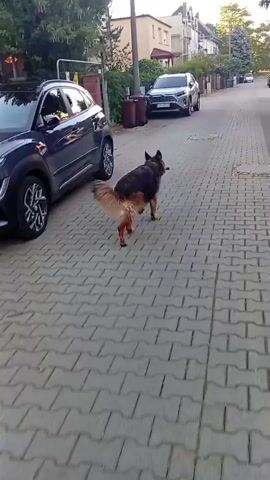 A German Shepherd dog is walking down a paved sidewalk on a street. The dog is carrying a stick or branch in its mouth. There are houses and cars visible on either side of the street. The dog appears to be alone and is walking casually.