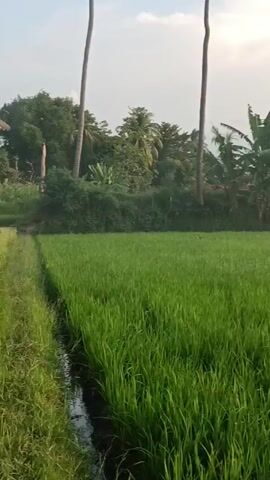 Here is a concise description of the video:

The video pans across a vibrant green rice paddy field in a rural area. The rice plants are dense and lush, suggesting healthy growth. The field is bordered by a small waterway or irrigation channel. In the background, there are various trees including palm trees, coconut trees, and other leafy vegetation. The sky is a mix of light blue and cloudy, indicating daytime. Overall, the scene is serene and depicts a typical agricultural landscape.