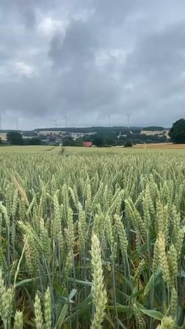 A medium shot focuses on a field of green wheat. In the foreground, several stalks of wheat are visible in sharp detail, some with water droplets on them. In the middle ground, the wheat field extends into the distance, with more stalks and an indication of movement due to wind. In the background, a village or town is nestled amongst rolling hills. Several wind turbines are visible on the horizon. The sky is overcast with dark, cloudy conditions. The camera slowly pans to the right.