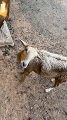Sheep spotted on dirt ground in Tinaquillo, Venezuela