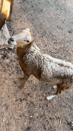 Sheep spotted on dirt ground in Tinaquillo, Venezuela