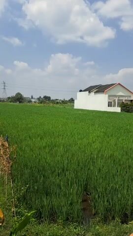A drone flies over a lush green rice paddy with a white house and an electric tower in the background on a sunny day.