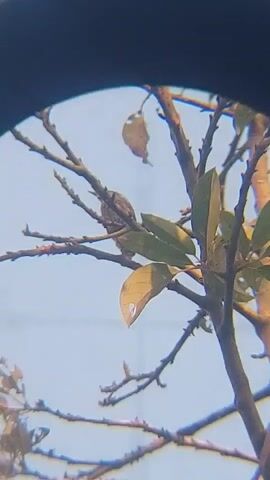The video shows a bird perched on a tree branch. The bird is facing left and is mostly hidden behind a leaf. The background is a bright blue sky. The video is filmed through a lens that creates a circular frame.
