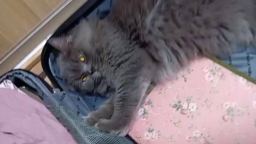 A long-haired grey cat with yellow eyes lies on its back in an open suitcase. The cat is partially curled up with its paws in the air and its head tilted to the side, looking towards the viewer. The suitcase appears to be lined with blue fabric and contains a pink item with a floral pattern. The background shows a wooden surface and part of a closet.