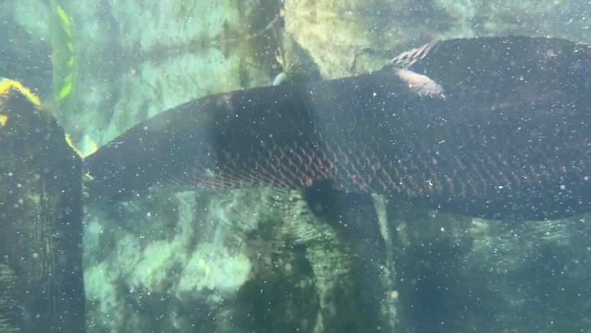 The video shows a large, dark fish swimming in an aquarium. The fish has a thick body with a pattern of red markings on its scales. The water is slightly murky with particles floating in it. Behind the fish, there's a rock formation covered in algae.
