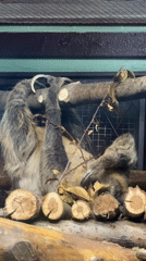 Zoo visitors observe sloths and flamingos at Izhevsk Zoo