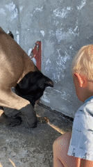 Big dog investigates wall and plays with water bottle outside.