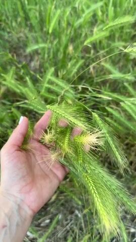 A hand with white nail polish gently brushes through a field of tall green grass with feathery seed heads. The grass is dense and appears to be growing outdoors. The hand is the primary focus in the foreground, while the grass fills the rest of the frame. The lighting suggests an outdoor setting during the day.