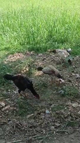 The video shows three chickens foraging in a grassy area. One chicken is predominantly black with a red head, while the other two are mostly light gray. They are pecking at the ground, presumably searching for food. The area where the chickens are located is covered in dry leaves and grass, and it appears to be situated near a field of tall, green grass. The sky is visible at the top of the frame, with a light blue color and some tree branches in the upper right corner.