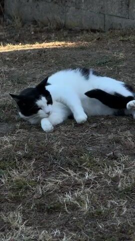 A black and white cat is lying on the ground, near a wall. The ground is covered in dry grass and dirt. The cat is lying on its side, with its head down. It appears to be grooming itself or resting. The lighting suggests it is daytime.