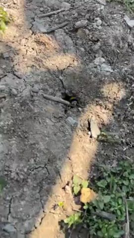 The video shows a small hole in the ground, partially obscured by rocks, dirt, and sparse vegetation. A yellow insect, possibly a bee or wasp, is visible at the entrance of the hole. The ground is dry and cracked, suggesting a lack of moisture. The lighting indicates it is daytime. The camera moves slightly, showing more of the surrounding area, revealing more dirt, rocks, and small green plants. No people are visible in the video.